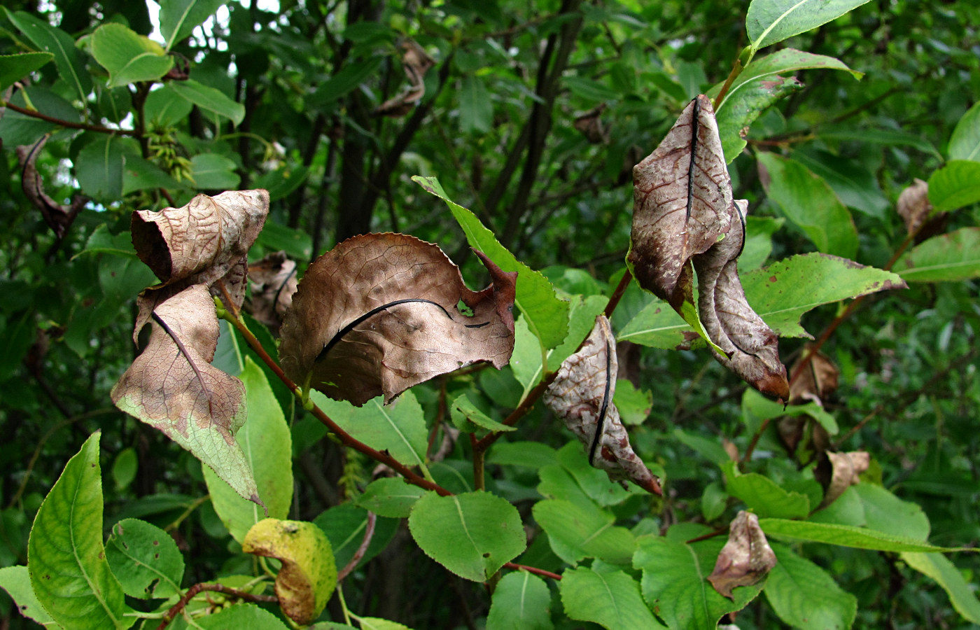 Изображение особи Salix pentandra.