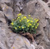 Potentilla villosa. Цветущее растение на прибрежных скалах. Камчатский край, Алеутский р-н, о-в Беринга, бухта Непропусковая. 16.07.2015.