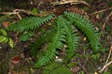 Polystichum aculeatum. Вегетирующее растение. Черногория, нац. парк Дурмитор, западная часть тропы вокруг Чёрного озера, буково-темнохвойный лес. 15.10.2014.