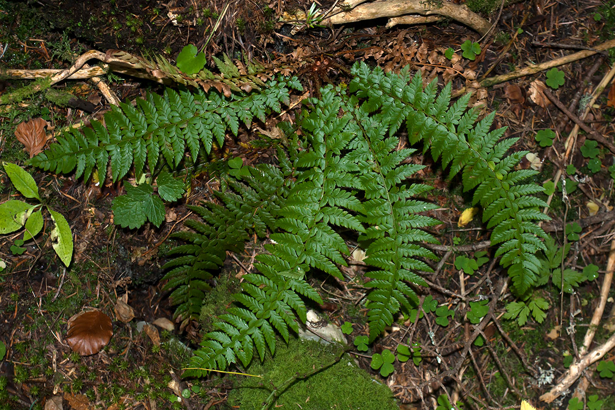 Image of Polystichum aculeatum specimen.