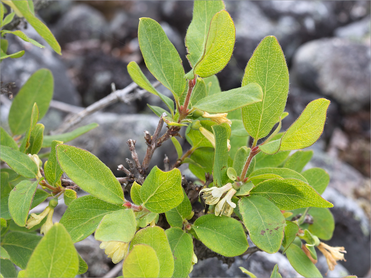 Изображение особи Lonicera × subarctica.