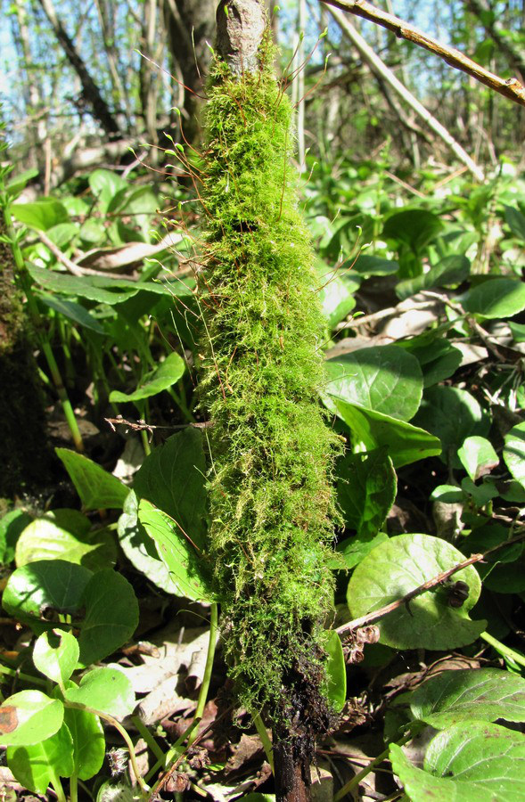 Image of class Bryopsida specimen.