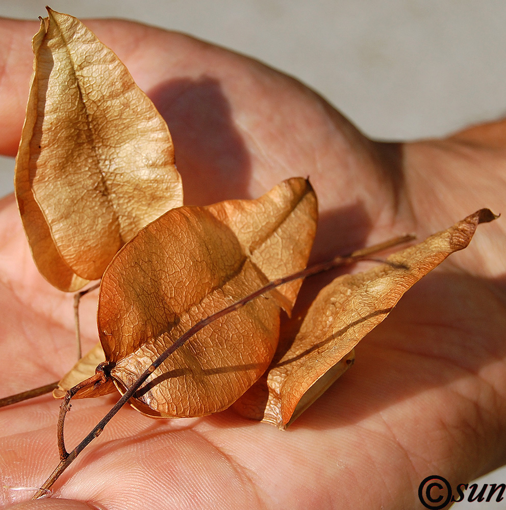 Image of Koelreuteria paniculata specimen.