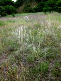 Stipa borysthenica