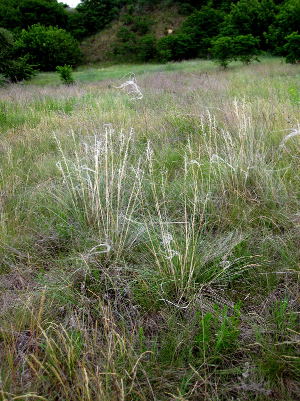 Изображение особи Stipa borysthenica.