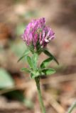 Trifolium pratense