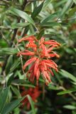 Grevillea victoriae. Верхушка побега с соцветием. США, Калифорния, Сан-Франциско, ботанический сад. 14.02.2014.