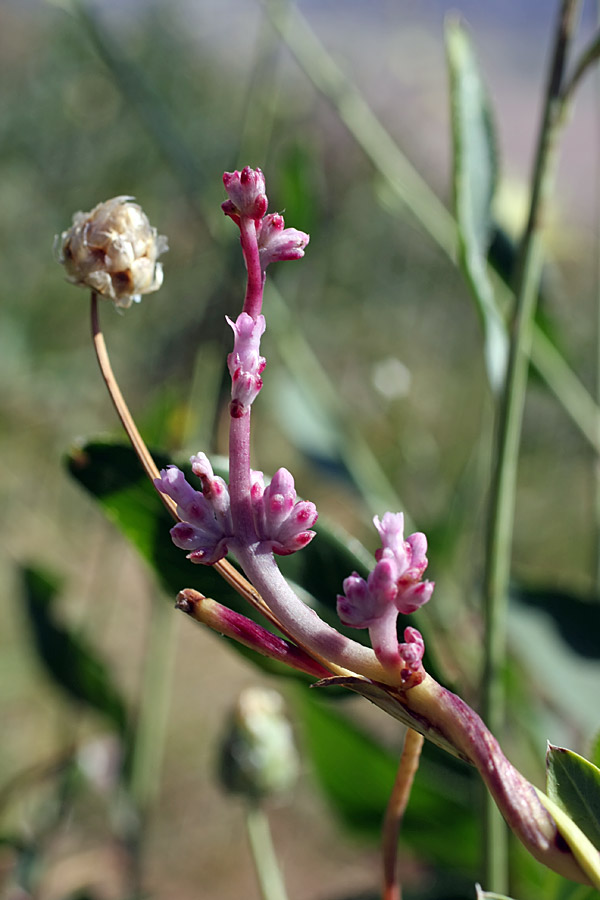 Изображение особи Cuscuta lehmanniana.