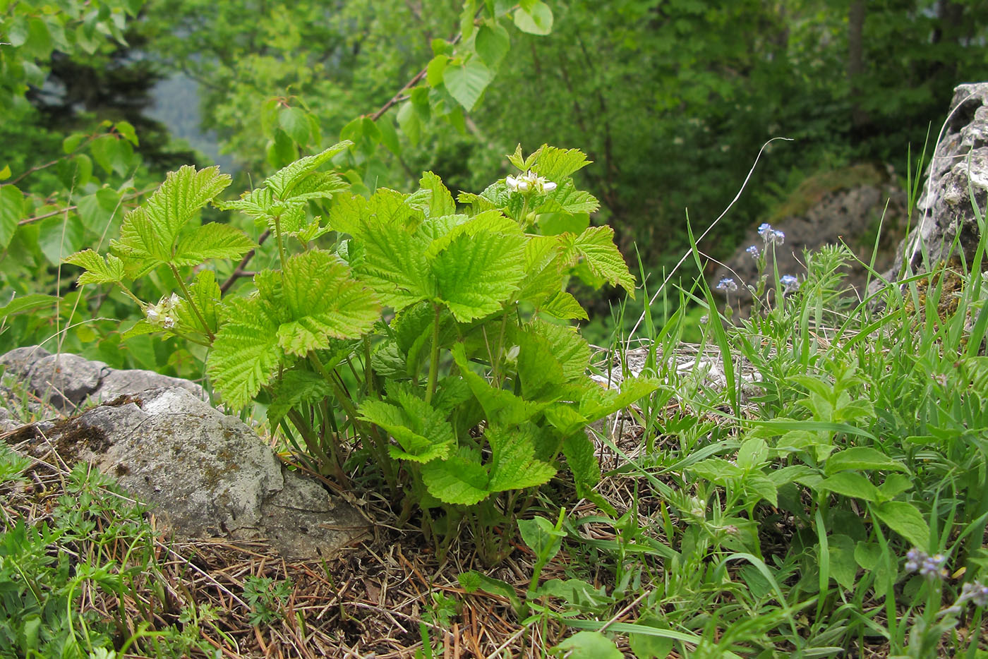 Изображение особи Rubus saxatilis.