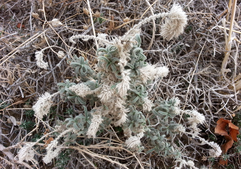 Изображение особи Echium angustifolium.