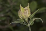 Melandrium latifolium