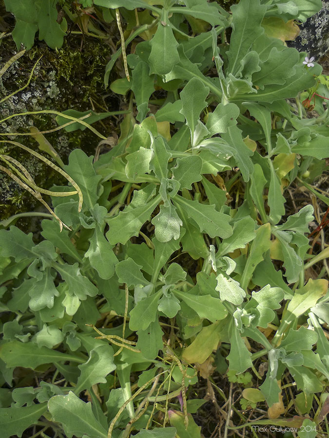 Изображение особи Arabis caucasica.