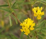 Medicago falcata. Часть побега с соцветиями. Кыргызстан, Нарынская обл., правый берег р. Нарын, окр. с. Таш-Башат, вахтовый пос. 09.06.2015.