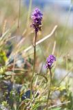 Dactylorhiza psychrophila