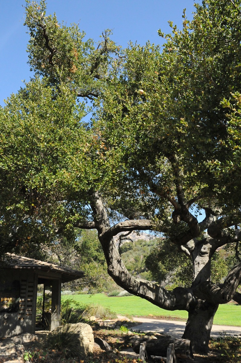 Изображение особи Quercus agrifolia.