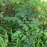 Actaea erythrocarpa