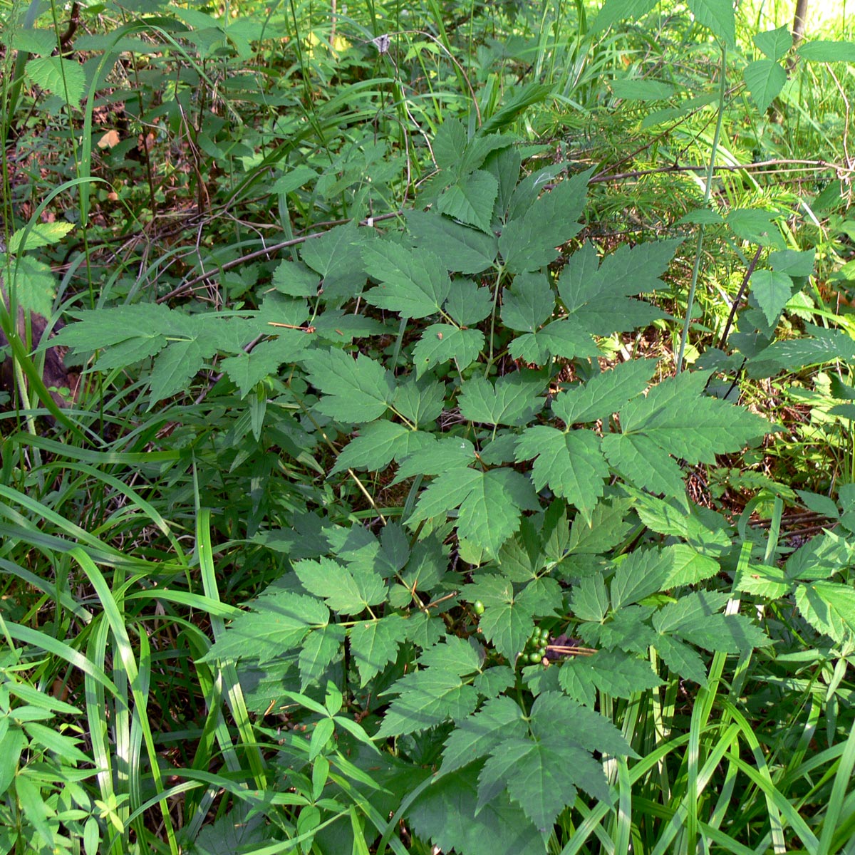 Изображение особи Actaea erythrocarpa.