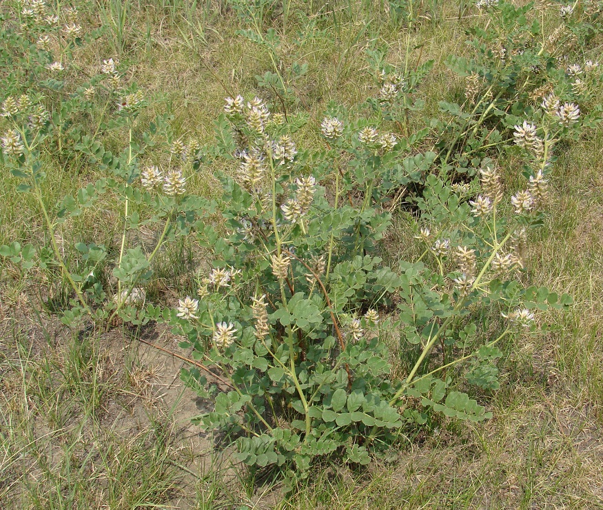 Изображение особи Glycyrrhiza grandiflora.