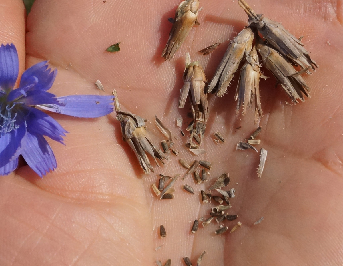 Image of Cichorium intybus specimen.