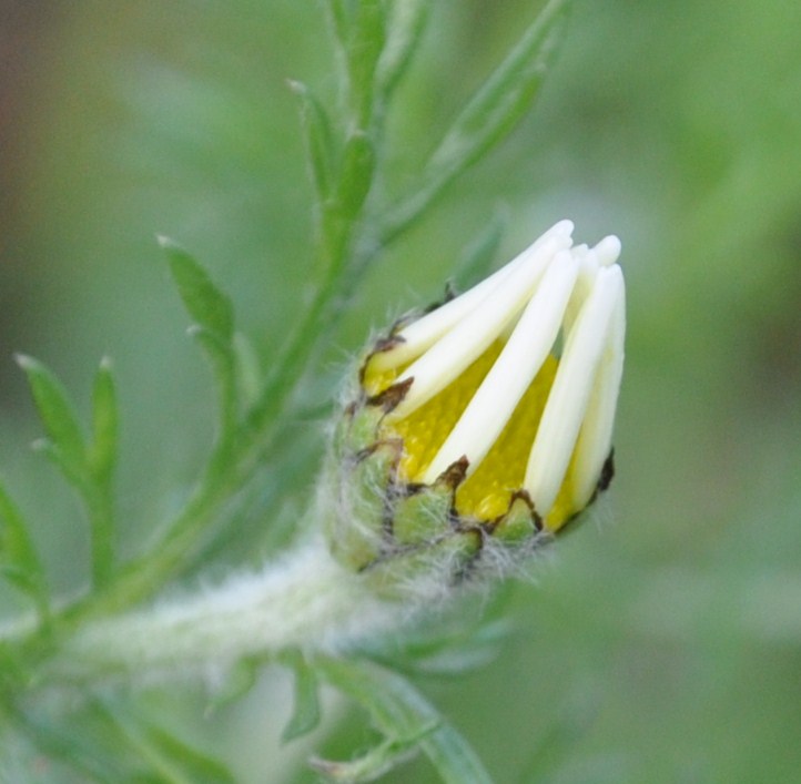 Image of Anacyclus clavatus specimen.
