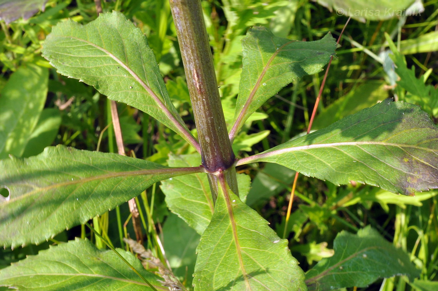 Image of Adenophora verticillata specimen.