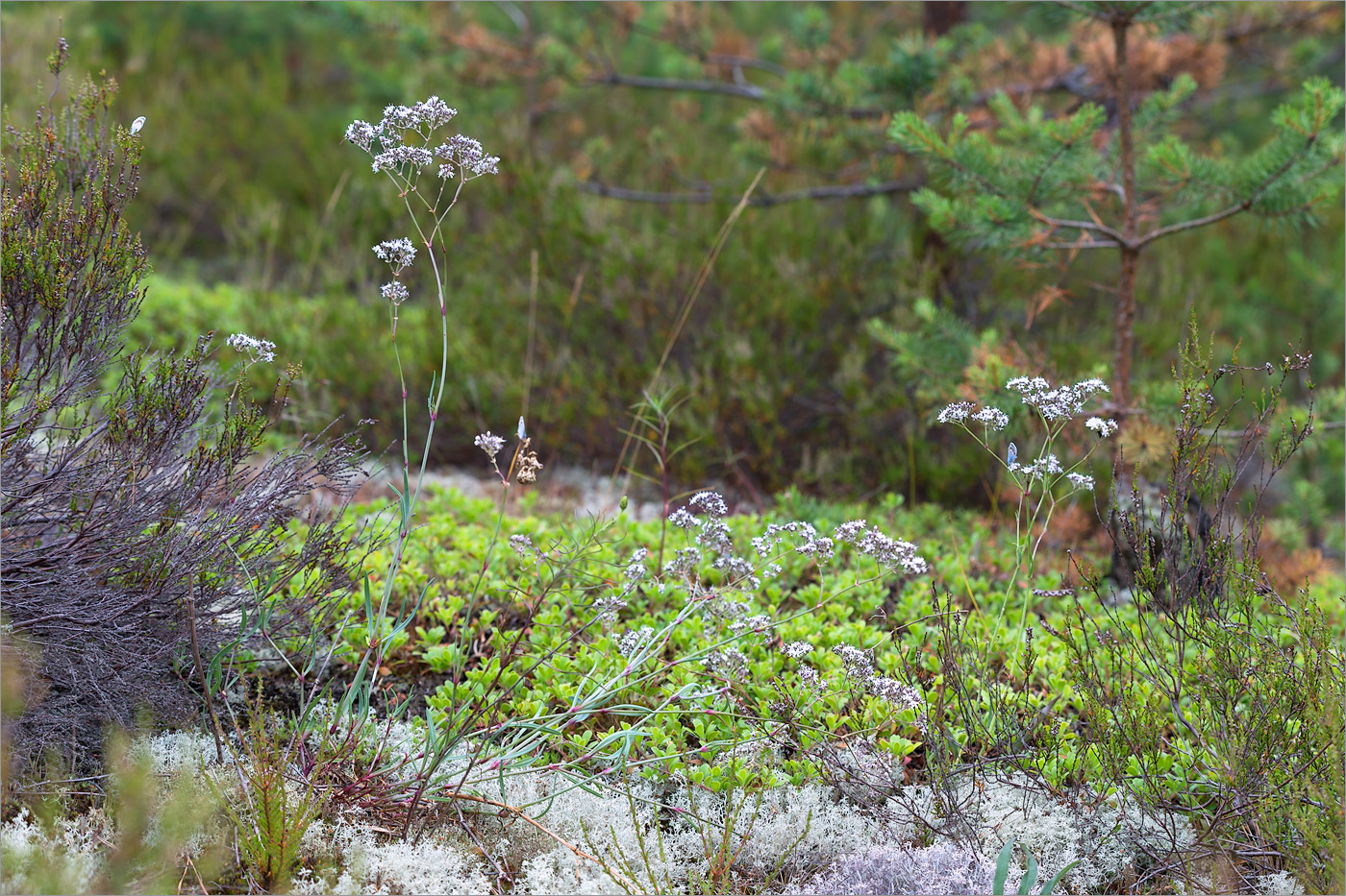 Image of Gypsophila fastigiata specimen.