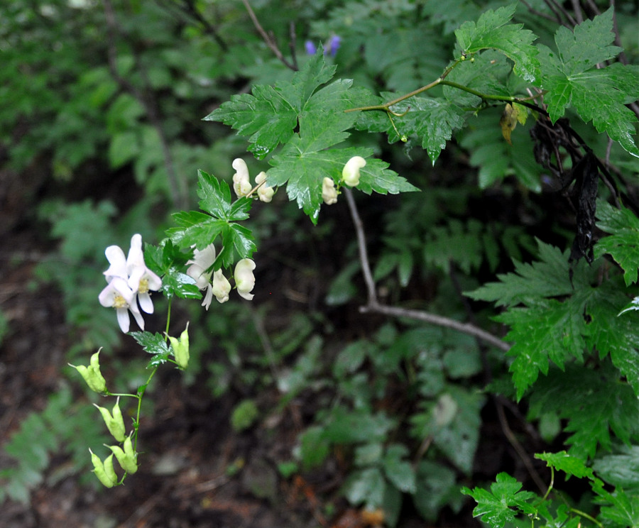 Изображение особи род Aconitum.