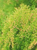 Thuja occidentalis