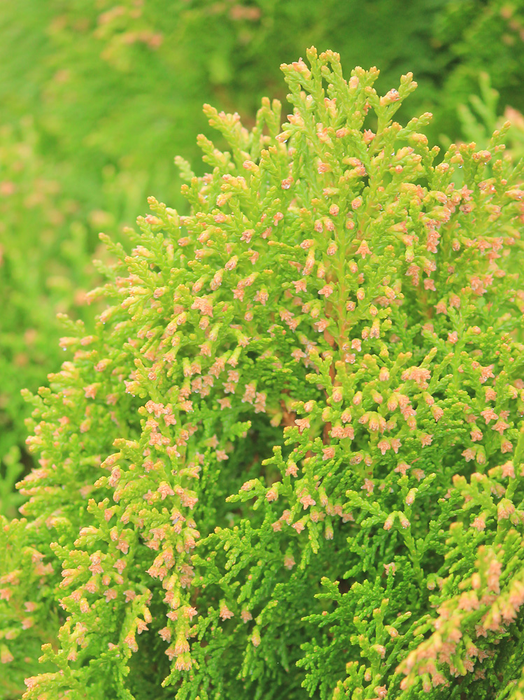Изображение особи Thuja occidentalis.