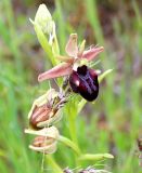 Ophrys mammosa