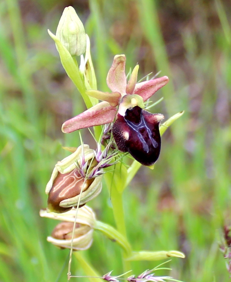 Изображение особи Ophrys mammosa.