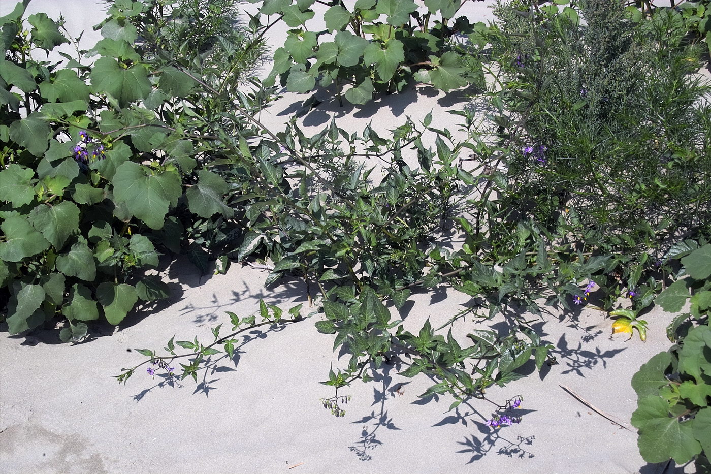 Изображение особи Solanum dulcamara.