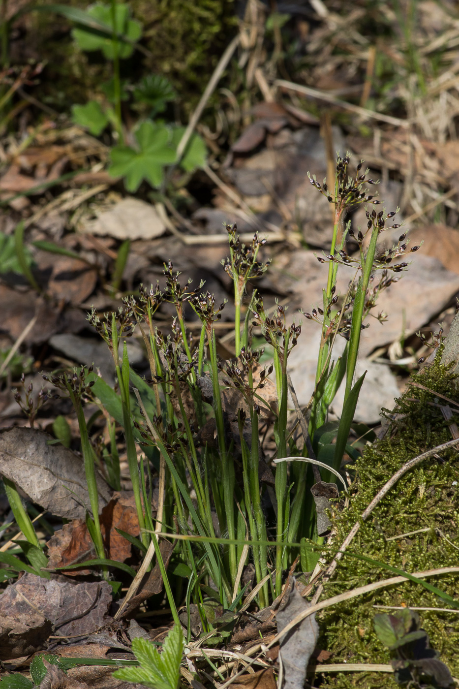 Image of Luzula pilosa specimen.