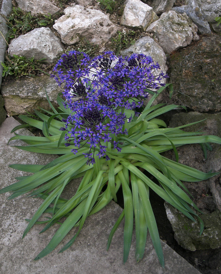 Изображение особи Scilla peruviana.