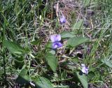 genus Viola. Цветущее растение. Украина, Житомирская обл., луг. 22.04.2016.
