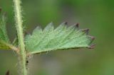 Poterium polygamum