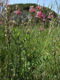 Onobrychis viciifolia. Верхушки цветущих растений. Испания, Каталония, пров. Жирона, комарка Баш Эмпорда, муниципалитет Калонже, прибрежный луг. 18.05.2016.