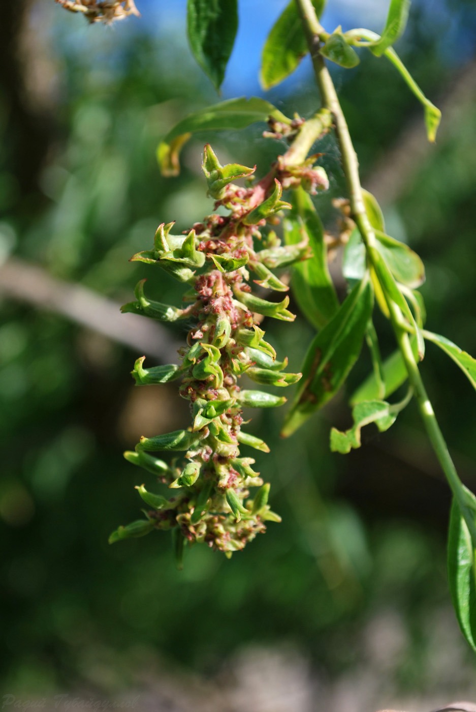 Image of Salix × fragilis specimen.