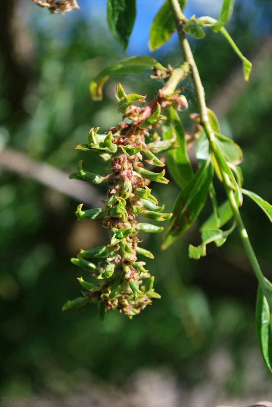 Изображение особи Salix &times; fragilis.