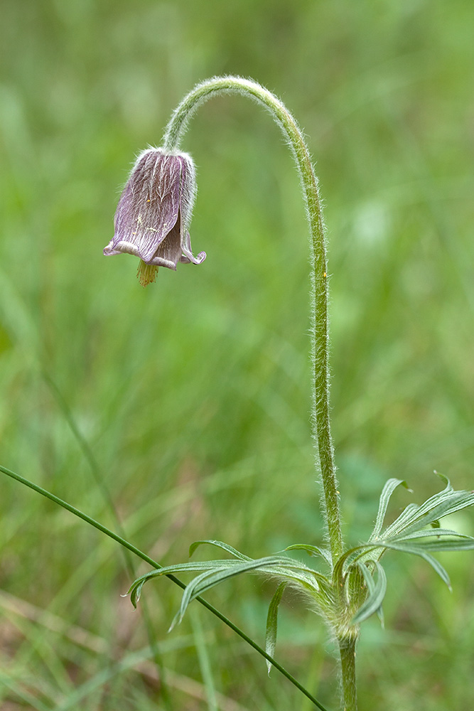 Image of Pulsatilla pratensis specimen.