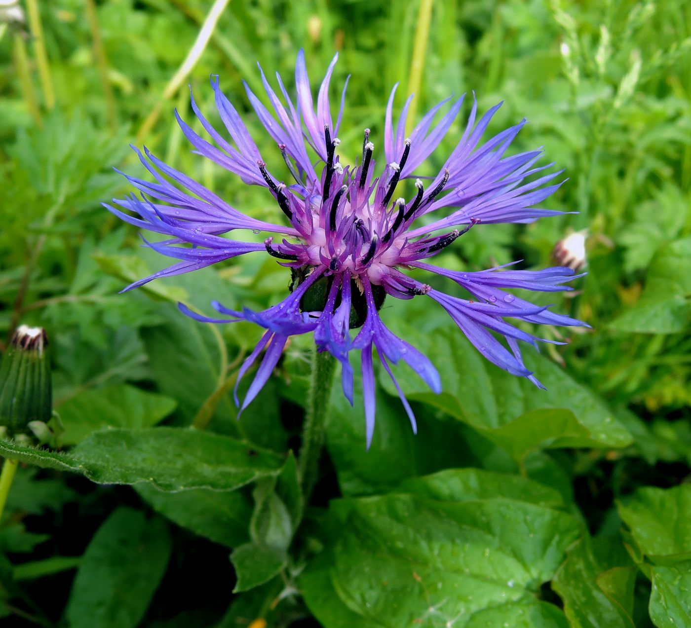 Image of Centaurea montana specimen.