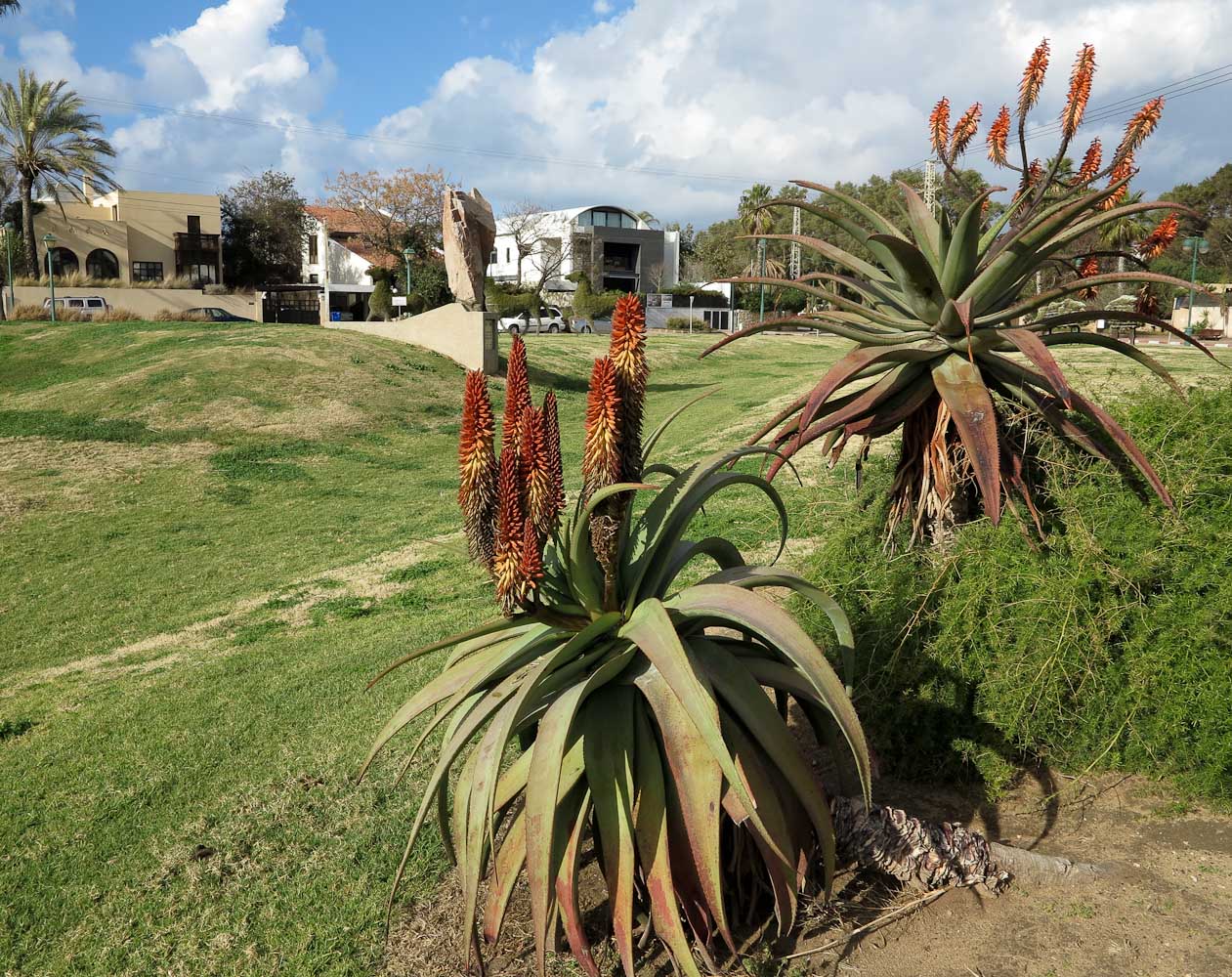 Image of Aloe ferox specimen.