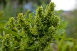 Rumex maritimus