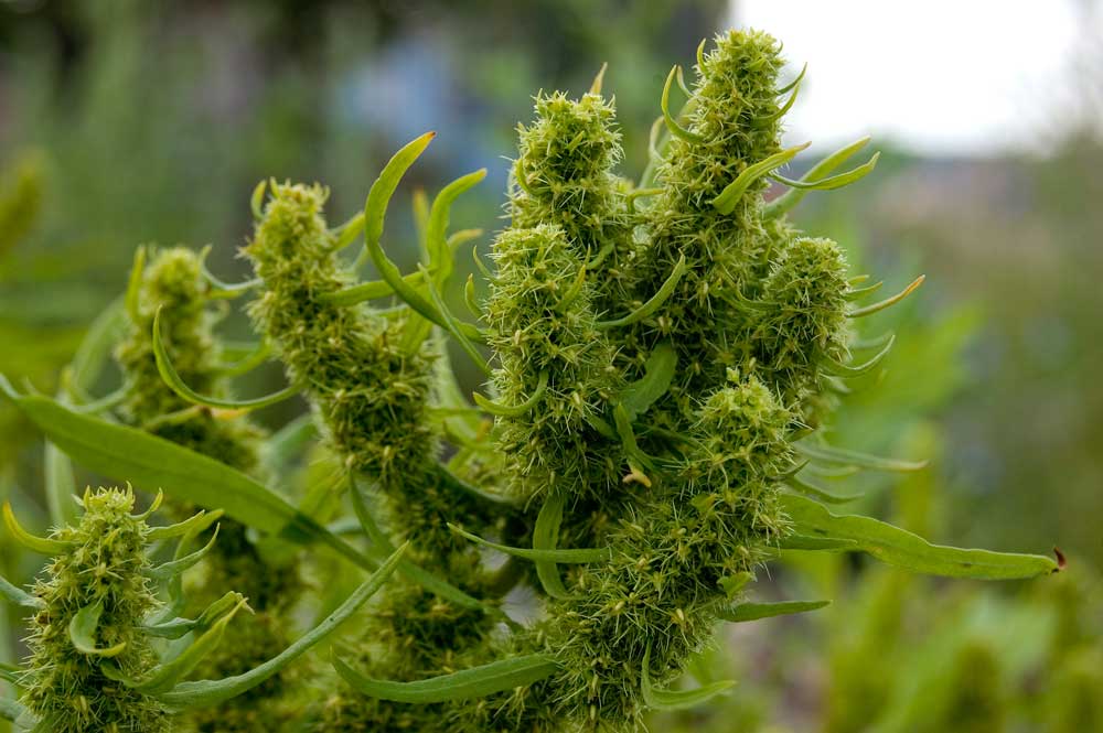 Image of Rumex maritimus specimen.