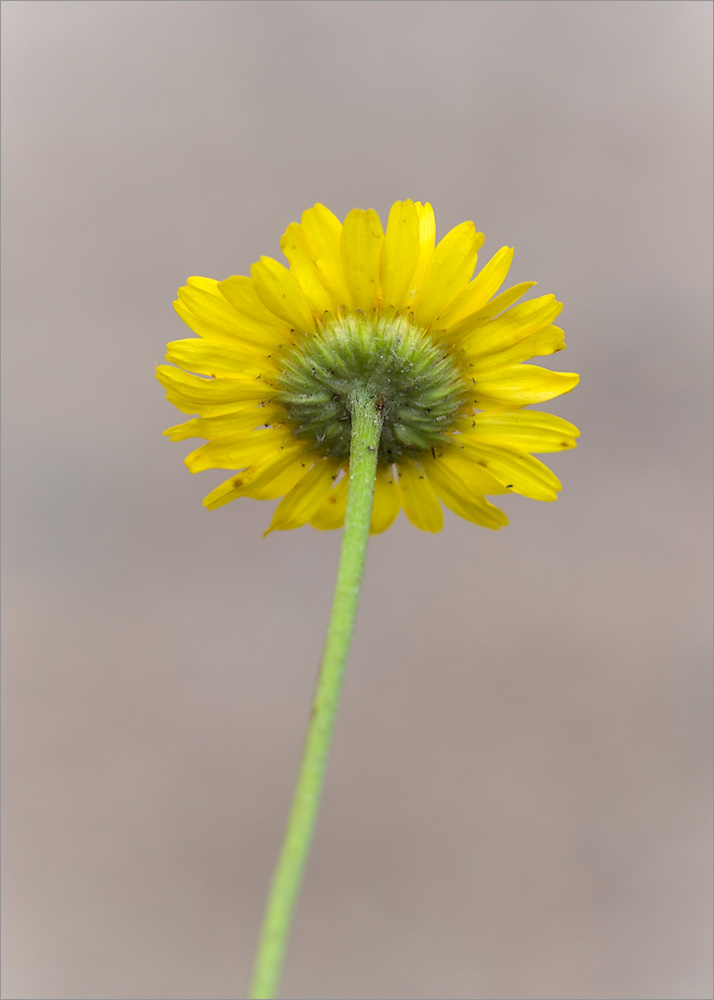 Image of Anthemis tinctoria specimen.