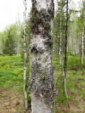 Betula pubescens