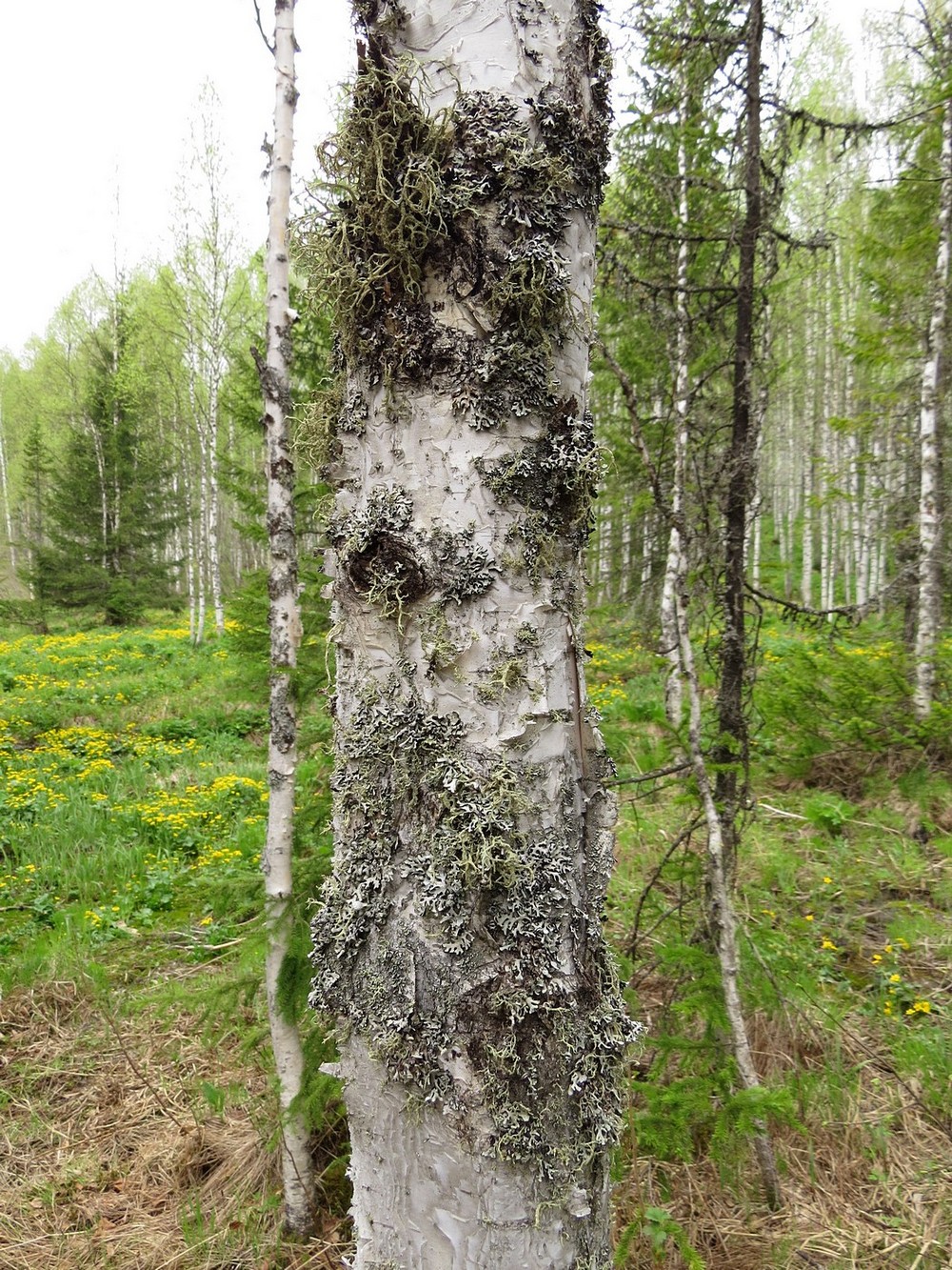 Image of Betula pubescens specimen.