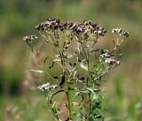 Achillea cartilaginea. Созревающие соплодия на верхушке растения. Московская обл., Раменский р-н, окр. ж.-д. платформы Хрипань, просека под ЛЭП. 10.08.2016.