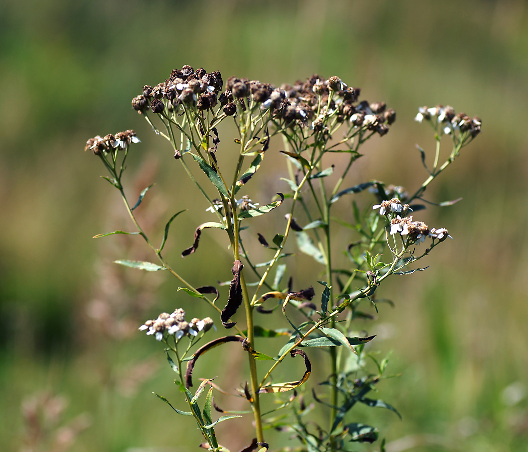 Изображение особи Achillea cartilaginea.