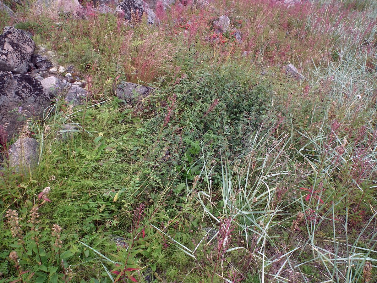 Image of Vicia sepium specimen.